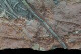 Moroccan Crinoid (Scyphocrinites) Plate #61215-10